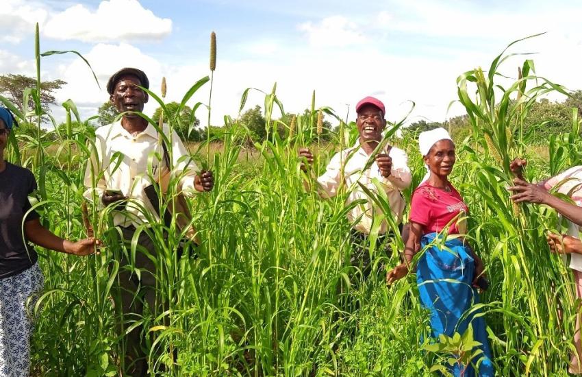 A group standing in a pearl millet field